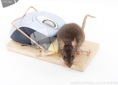 Image of Clever Mouse