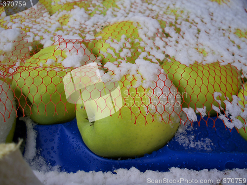 Image of snowy golden apples