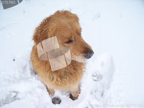 Image of my dog on snow