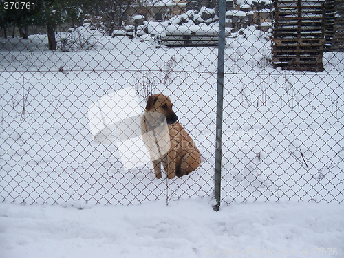 Image of captive dog