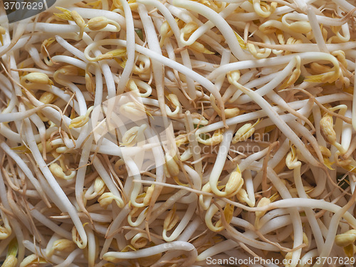 Image of Mung bean sprouts vegetables