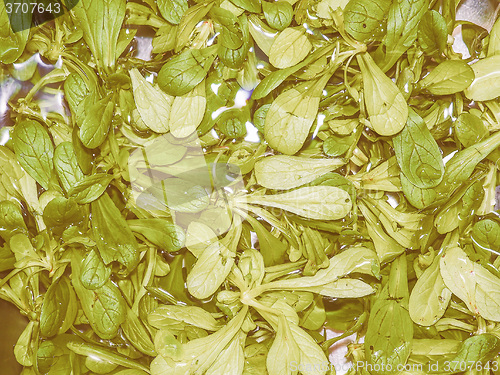 Image of Retro looking Green salad vegetables