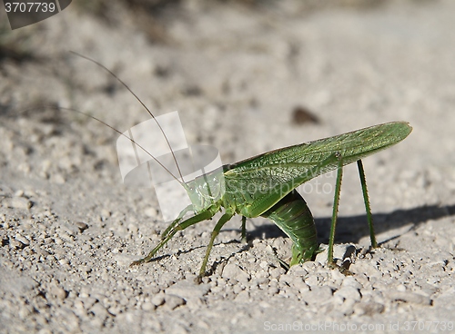 Image of Grasshopper