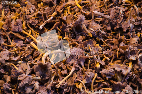 Image of Funnel Chantarelles all over