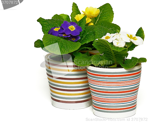 Image of Three Multicolored Primroses