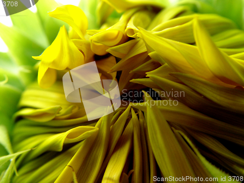 Image of opening sunflower