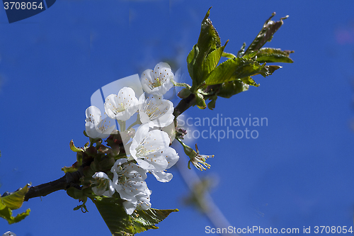 Image of blossoming plum tree