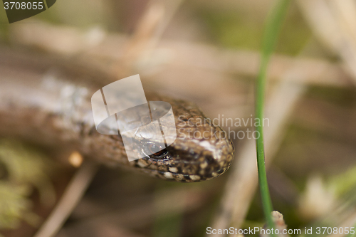 Image of slow worm