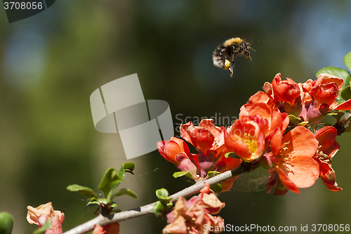 Image of bumble bee over a japanese quince