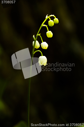 Image of lily of the valley