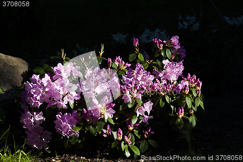 Image of Rhododendron