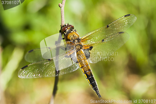 Image of dragon fly