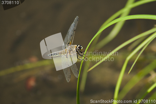 Image of dragon fly on grass