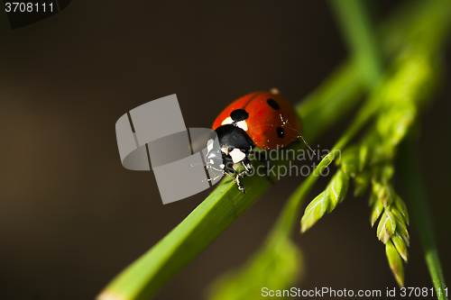 Image of lady bird