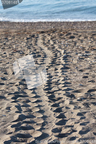 Image of Turtle tracks in sand on beach