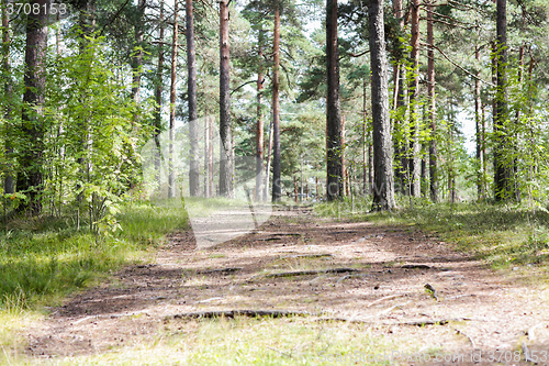 Image of summer pine forest and path