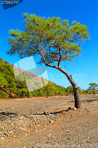 Image of olympos  mountain bush  anatolia  termessos old  