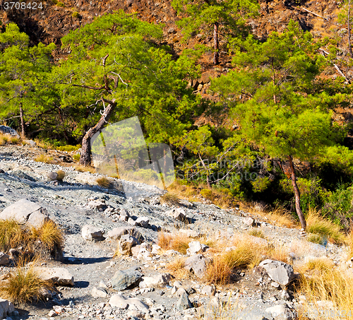 Image of olympos  mountain bush  anatolia heritage ruins   from the hill 