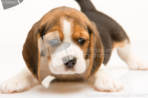 Image of Beagle puppy on white background