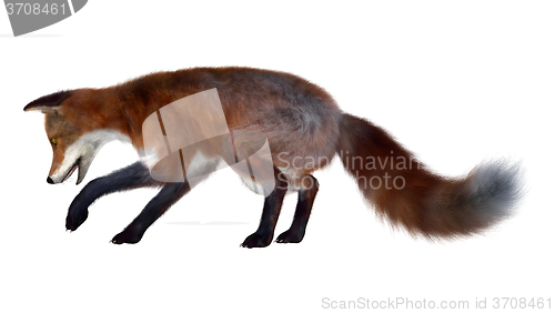 Image of Red Fox on White