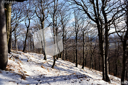 Image of Winter forest