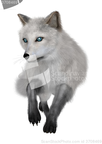 Image of Arctic Fox on White