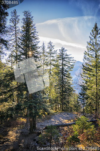 Image of Forest Bavaria Alps