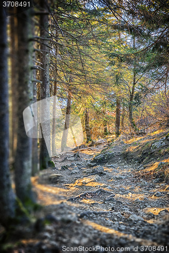 Image of Path in Bavarian Alps