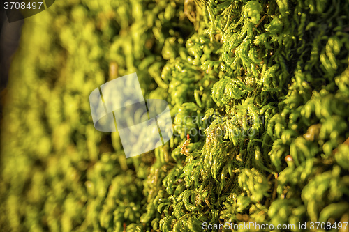 Image of Green moss Bavaria Alps
