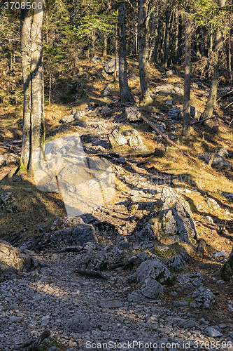 Image of Forest Bavaria Alps