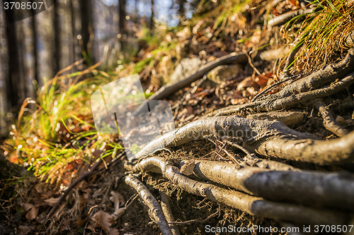 Image of Tree roots Bavaria Alps