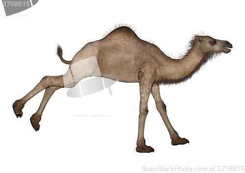 Image of  Dromedary or Arabian camel 