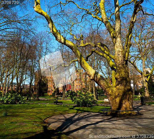 Image of park in london spring sky and old dead tree 