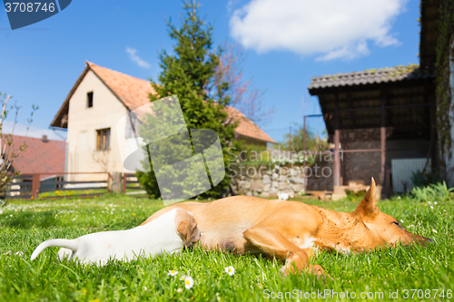 Image of Mixed-breed cute little dog family.