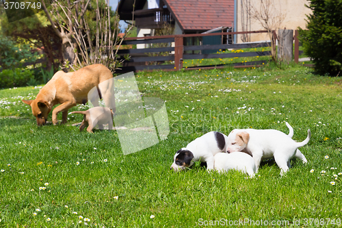 Image of Mixed-breed cute little dog family.