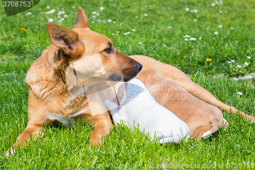 Image of Mixed-breed cute little dog family.