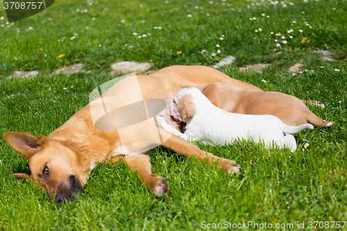 Image of Mixed-breed cute little dog family.