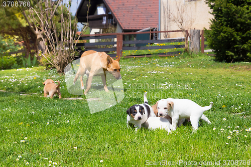 Image of Mixed-breed cute little dog family.