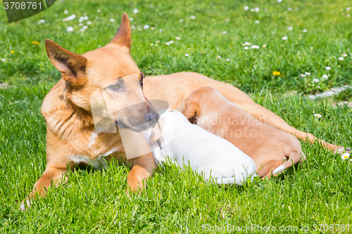 Image of Mixed-breed cute little dog family.