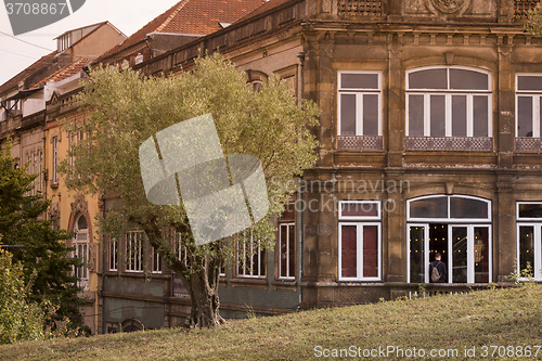 Image of EUROPE PORTUGAL PORTO RIBEIRA OLIVE TREE