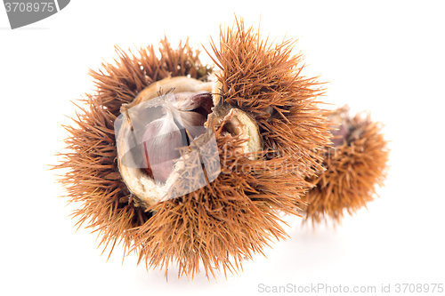 Image of Chestnuts with shell 