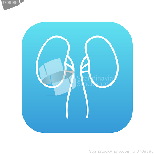 Image of Kidney line icon.