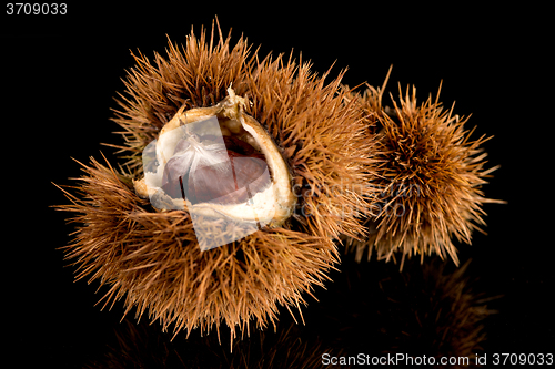 Image of Chestnuts on a black reflective background