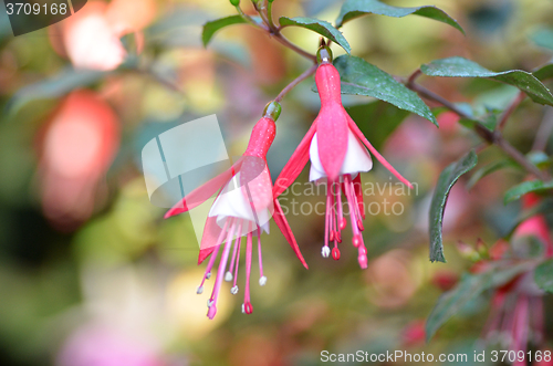 Image of Ballerina Flowers in the garden 