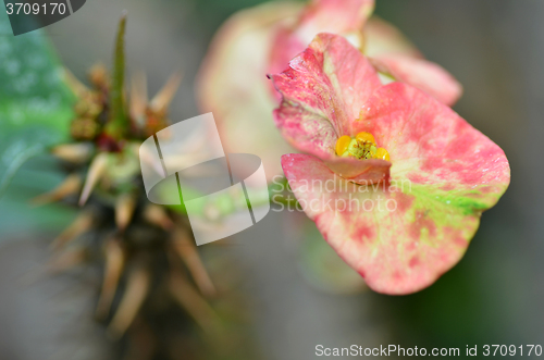 Image of Crown of thorns