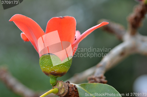 Image of Red Silk Cotton Tree Flower