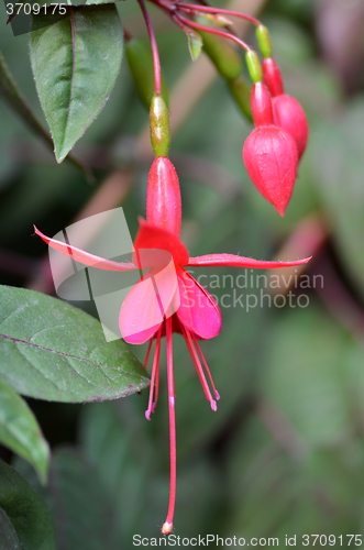 Image of Ballerina Flowers in the garden 