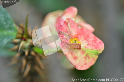Image of Crown of thorns flower