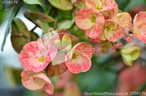 Image of Crown of thorns flower