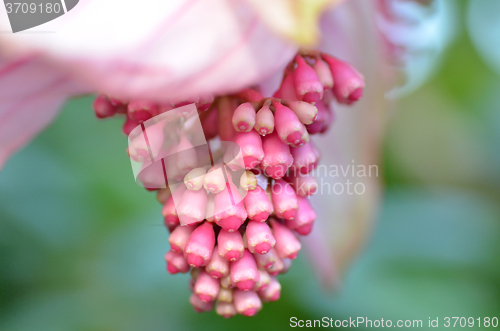 Image of Healthy Hawaiian rose grape flower 